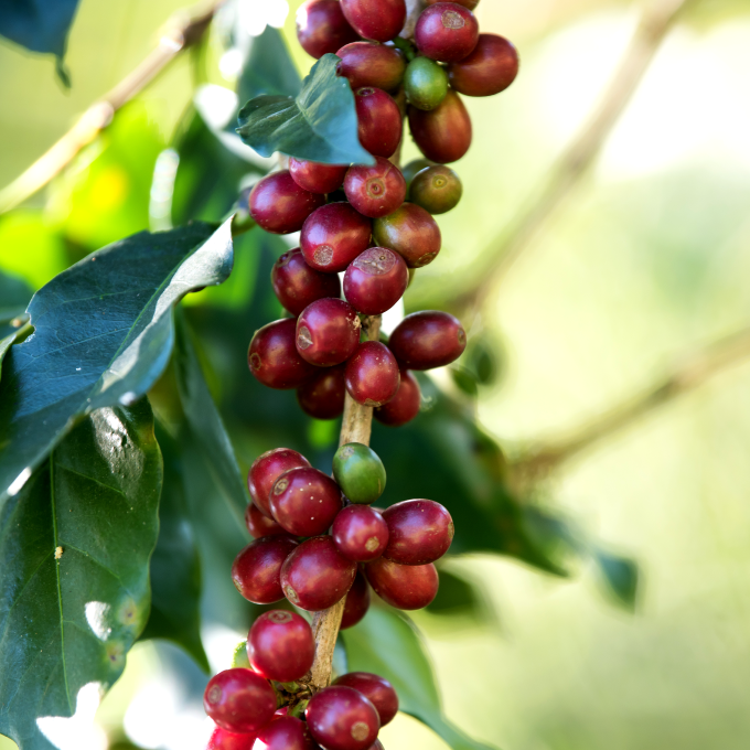 Membresía Empresarial 6 Meses – Café especial para tu Equipo ☕